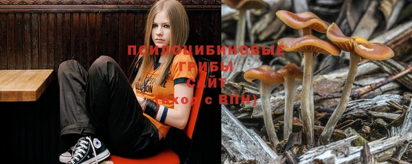 крисы Баксан